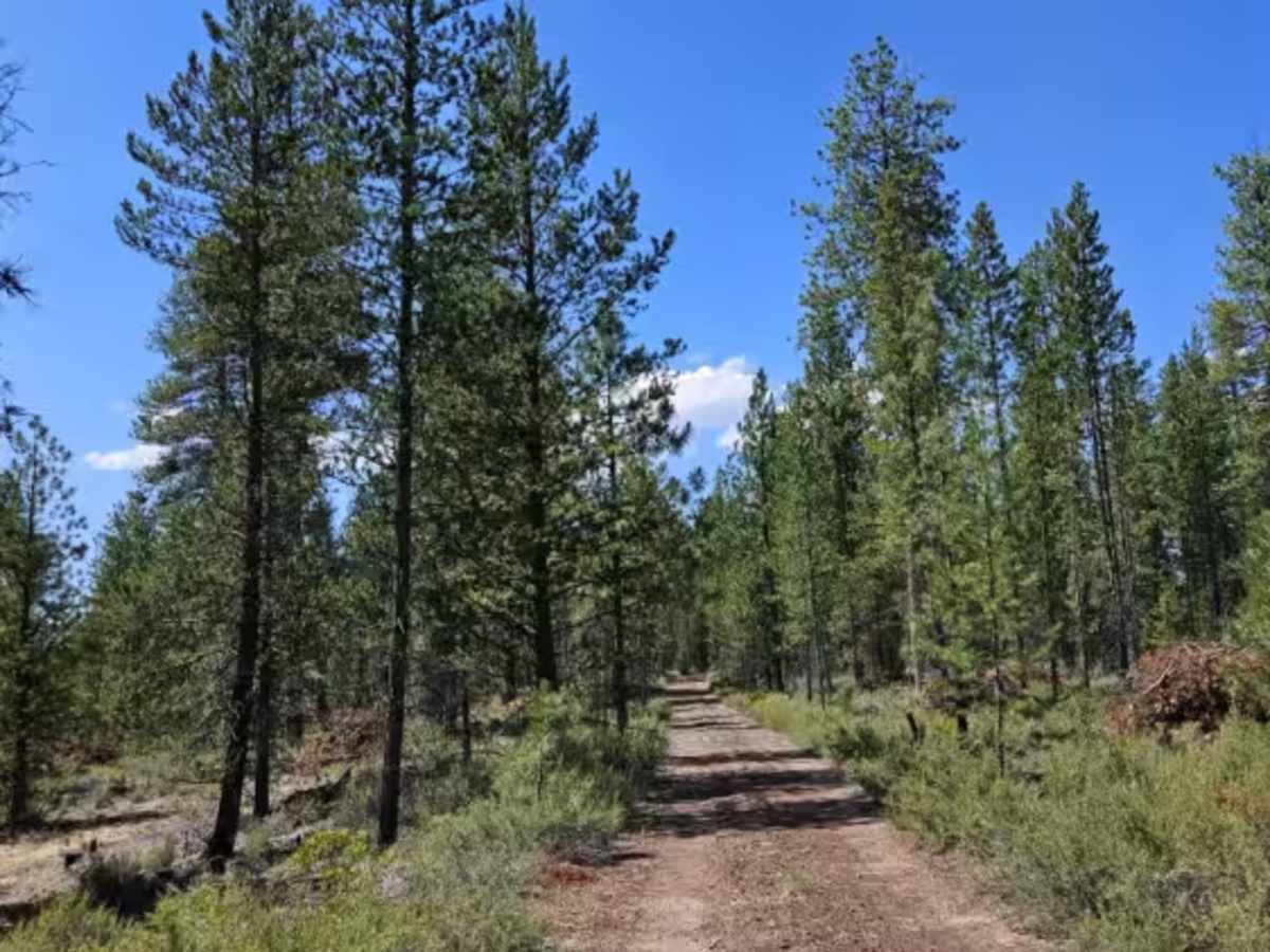 FS 2225040 trail photo