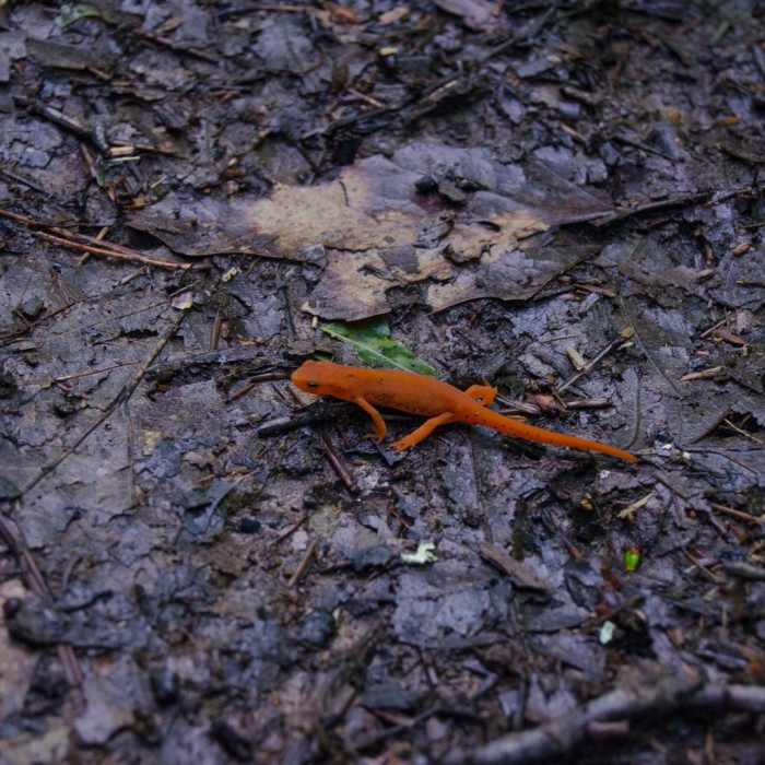 Near Christman Sanctuary