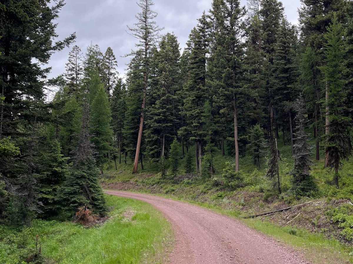 Sawyer Creek Road - FS 685 photo 2