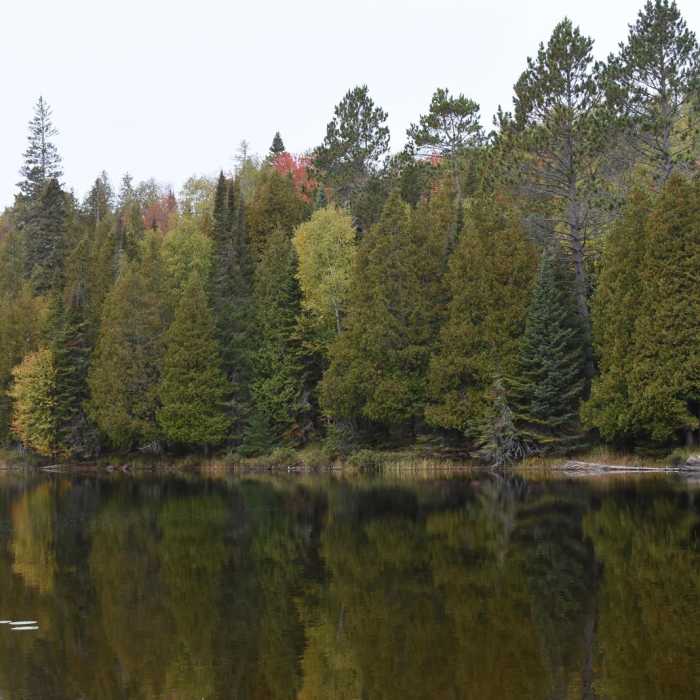 Near Benson Lake Trail Near Benson Lake Trail