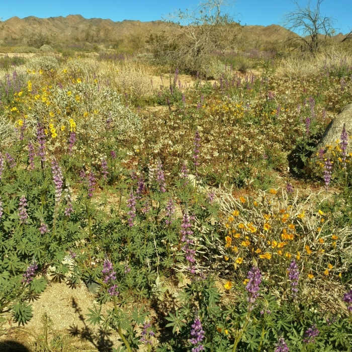 Near Bajada Nature Trail