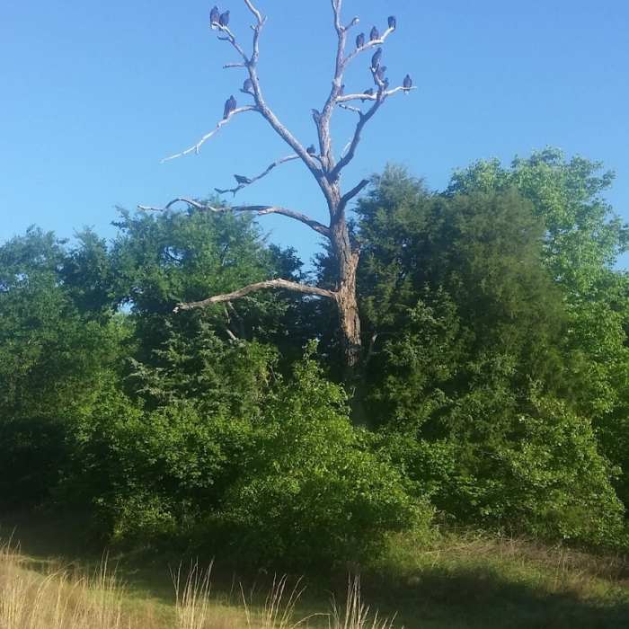 Local birdlife awaits your arrival. Near Wolfpen Hike and Bike Trail