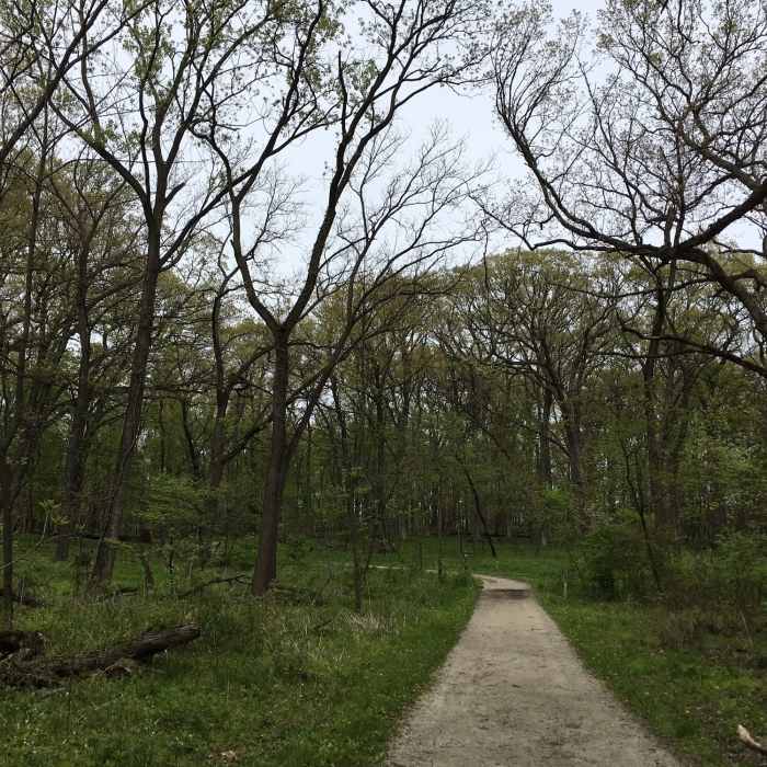 Oak trees begin to leaf out in a well-managed oak woodland. With plenty of sunlight, the spring wildflowers are abundant. Near Sag Valley Main Trail