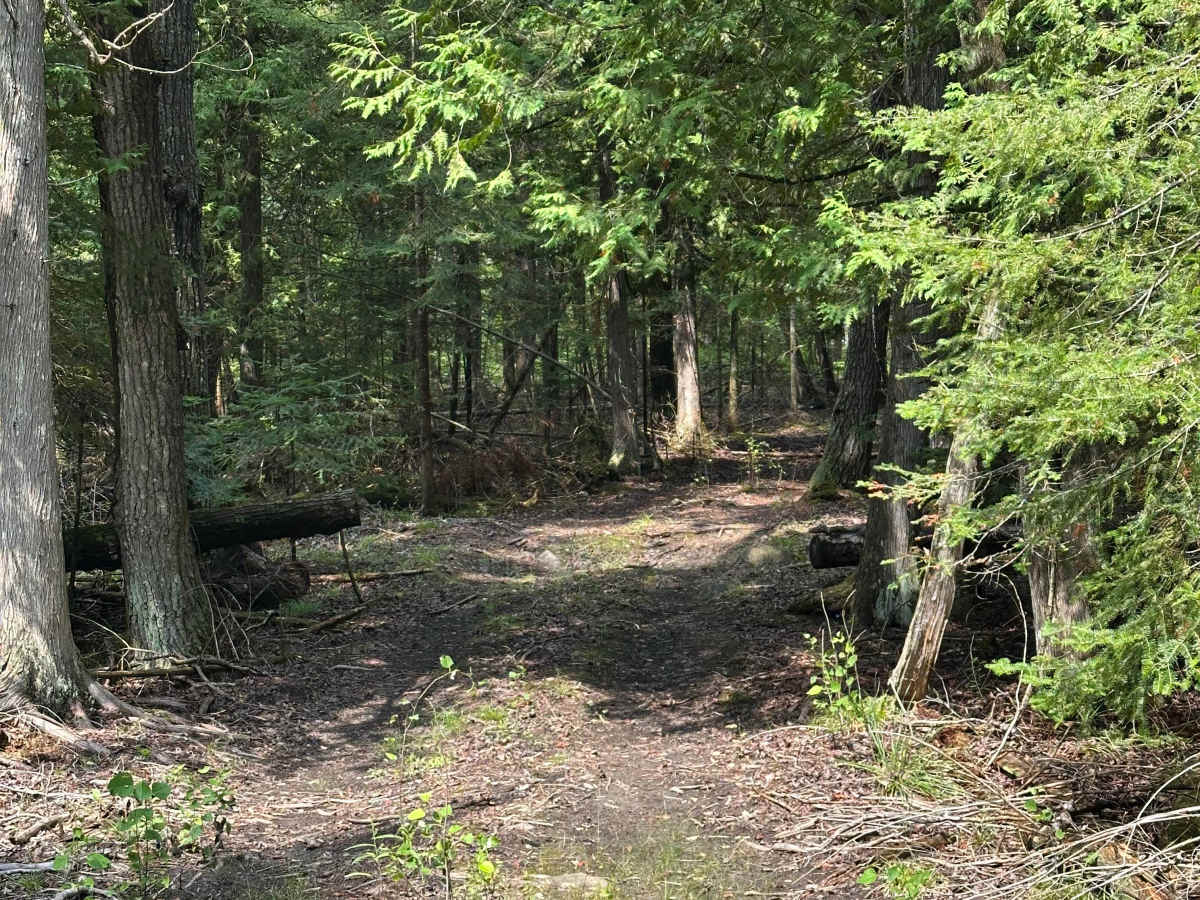 Deer Stand photo 2