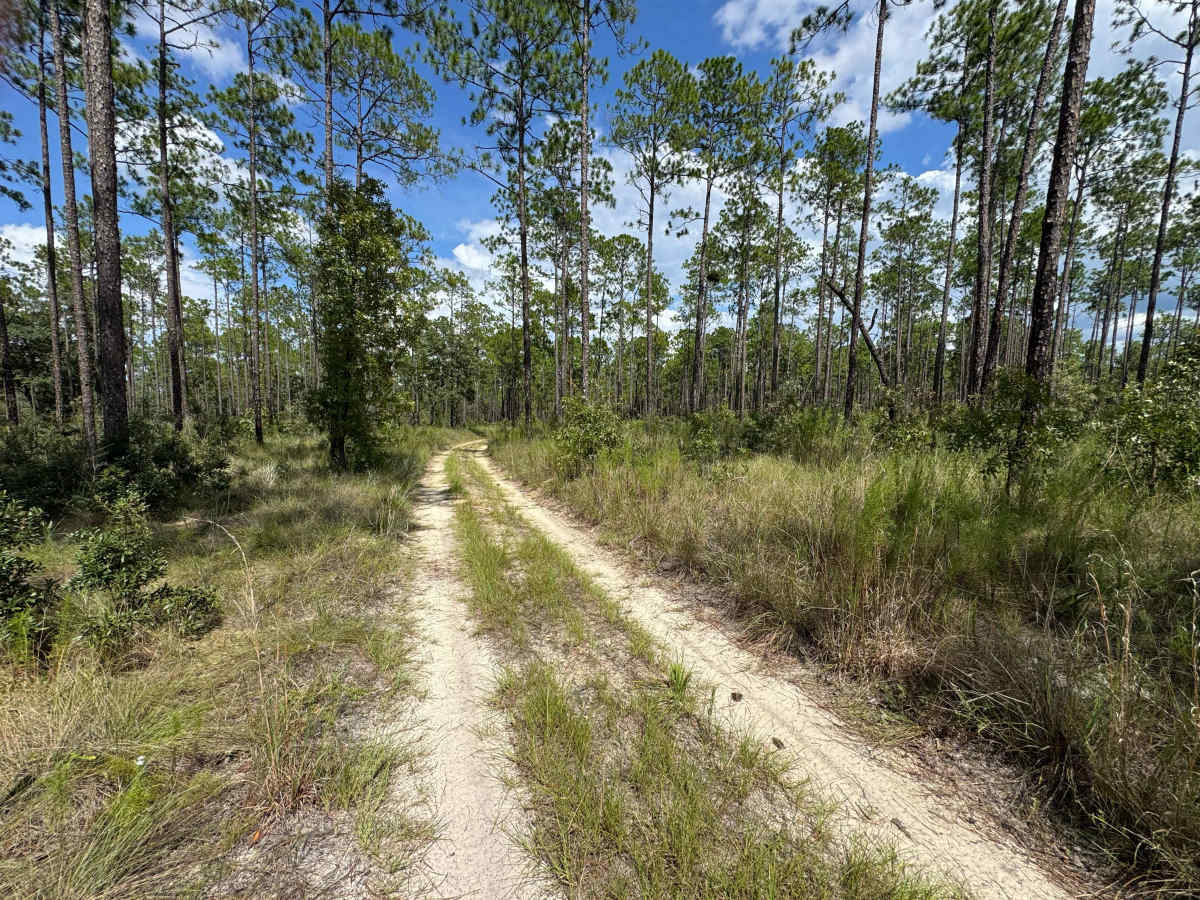Trail 10A - Citrus WMA photo 4