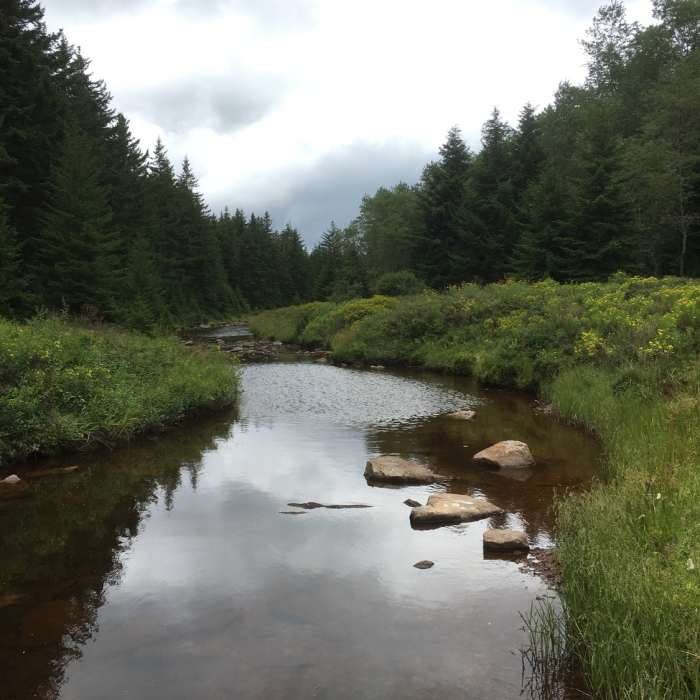 Near Blackbird Knob Trail