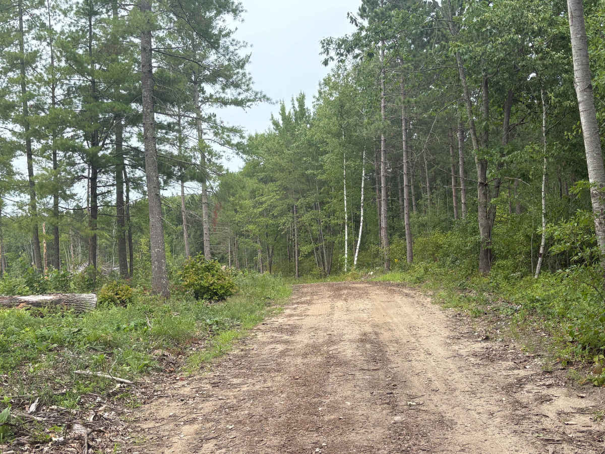 Navillus Forest Road trail photo