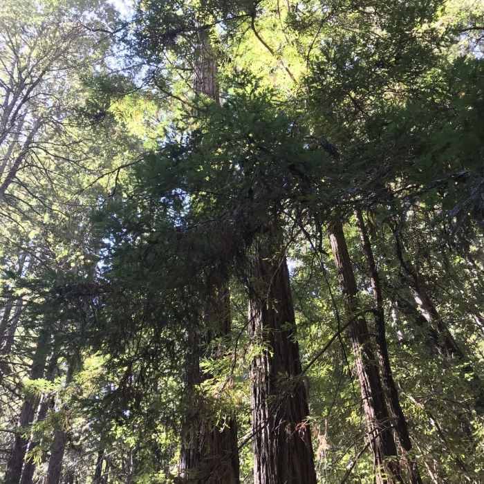 Near Henry Cowell Park