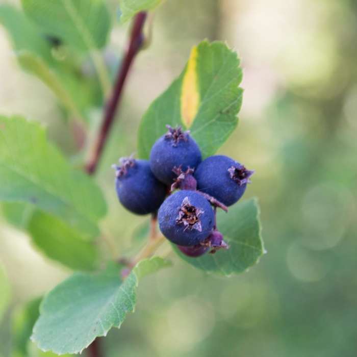 Near Coffin Lookout Trail
