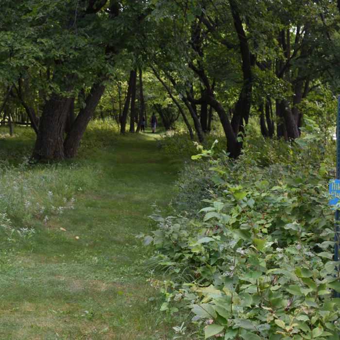 Near Annie Battle Lake Trail Near Annie Battle Lake Trail