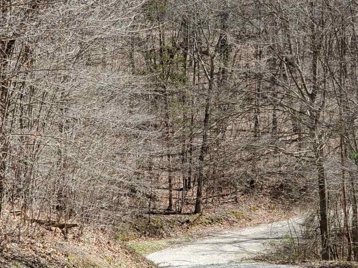Wagoners Branch Road photo 2