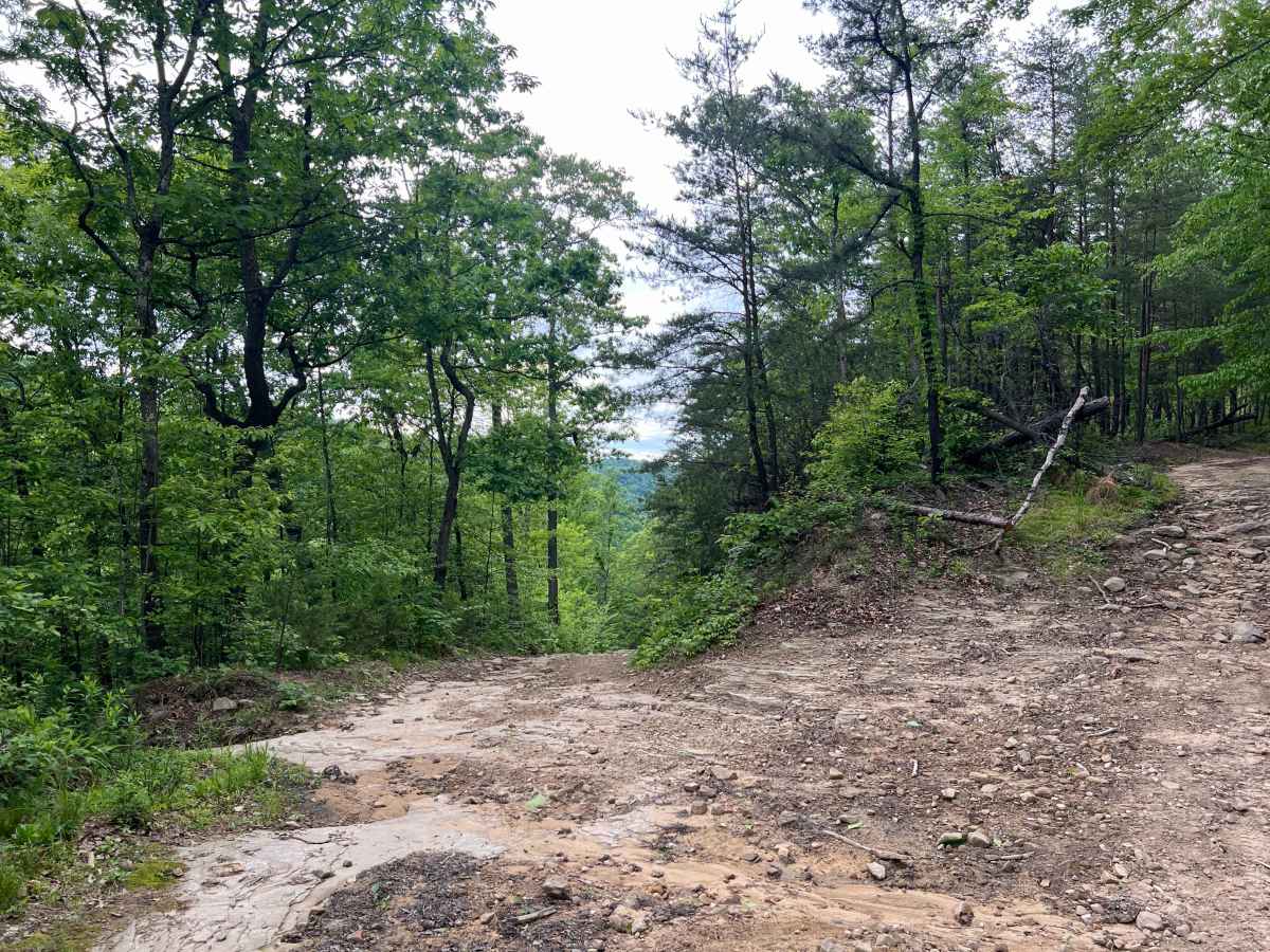 Counterfeit Branch Trail - Q64 photo 2