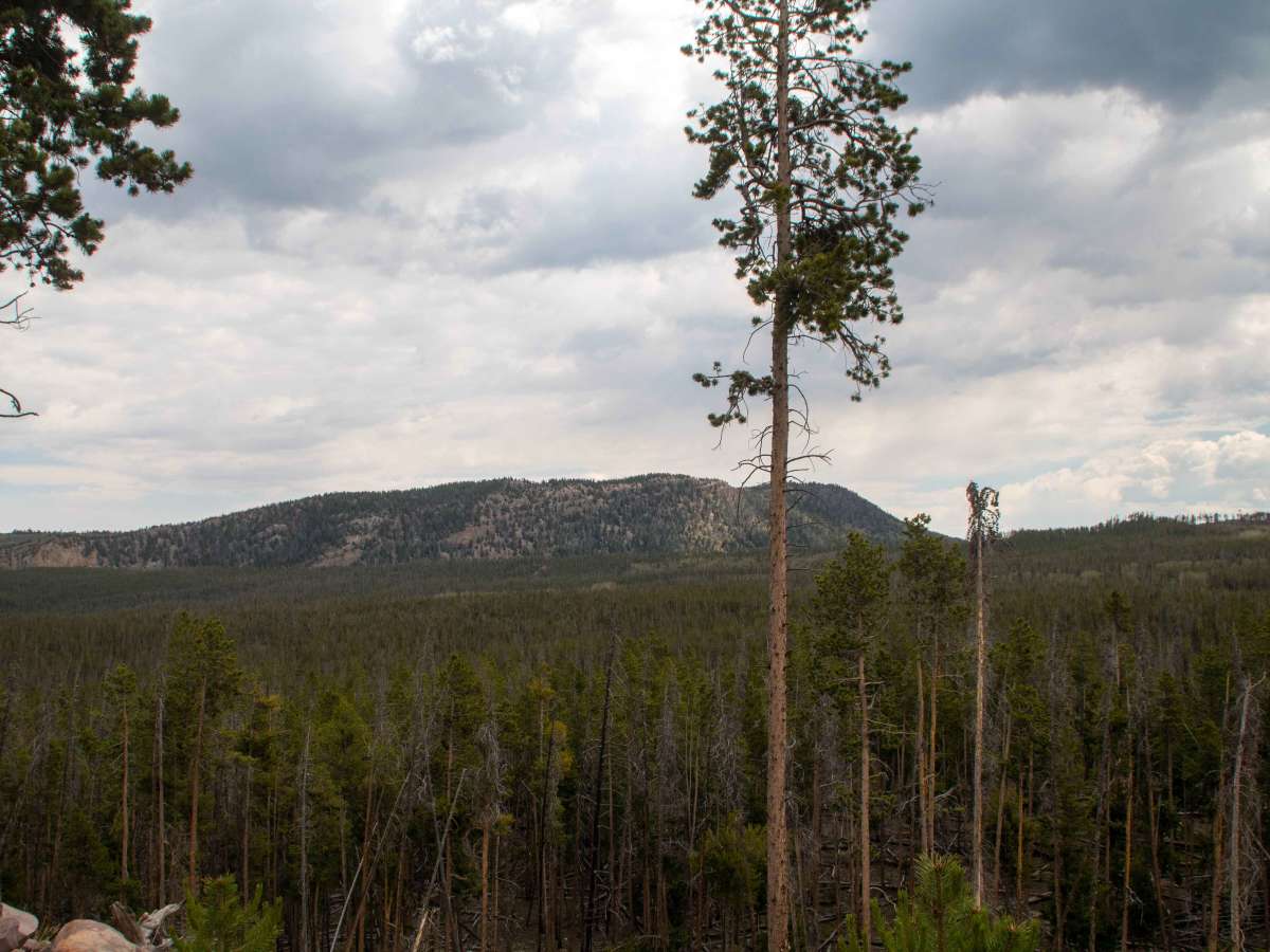 Beaver Meadows - FS 80086 photo 6
