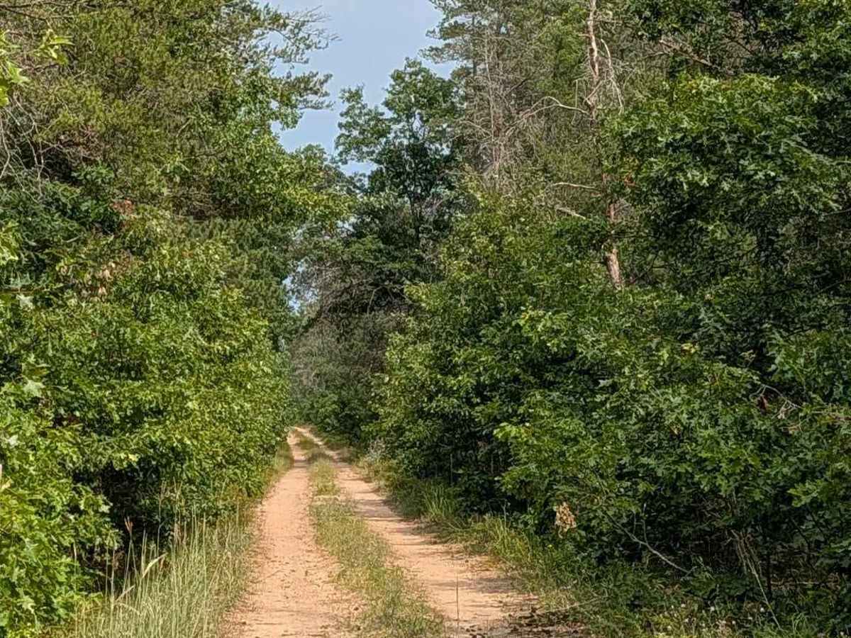 Esmond Road - FS 4405 photo 6
