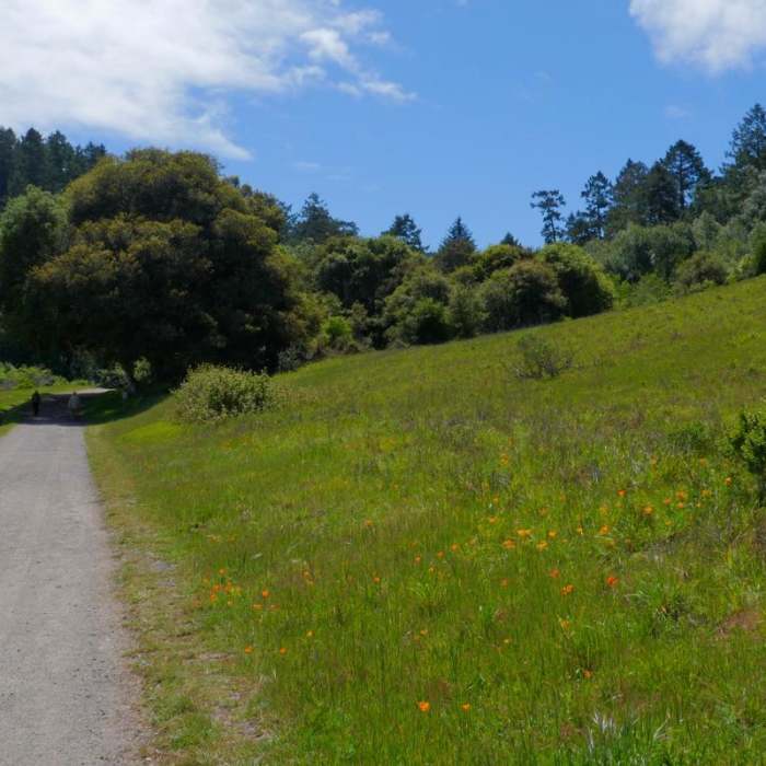 Near Sky Trail Loop, Bear Valley to Mount Wittenberg