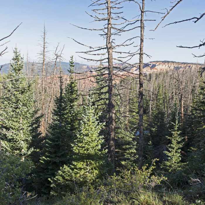 Near Alpine Pond Loop