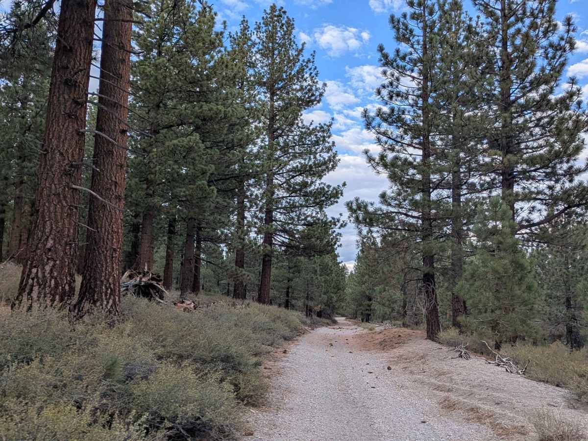 Alpers Canyon - FS 103 trail photo