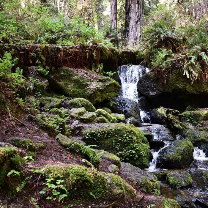 Near Trillium Falls Loop Trail