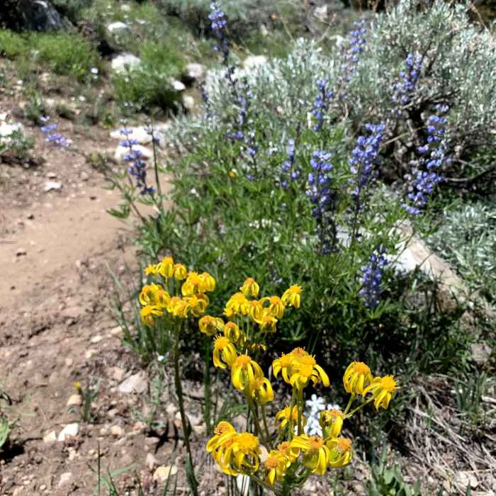 Near Baker Lake Via Baker Creek