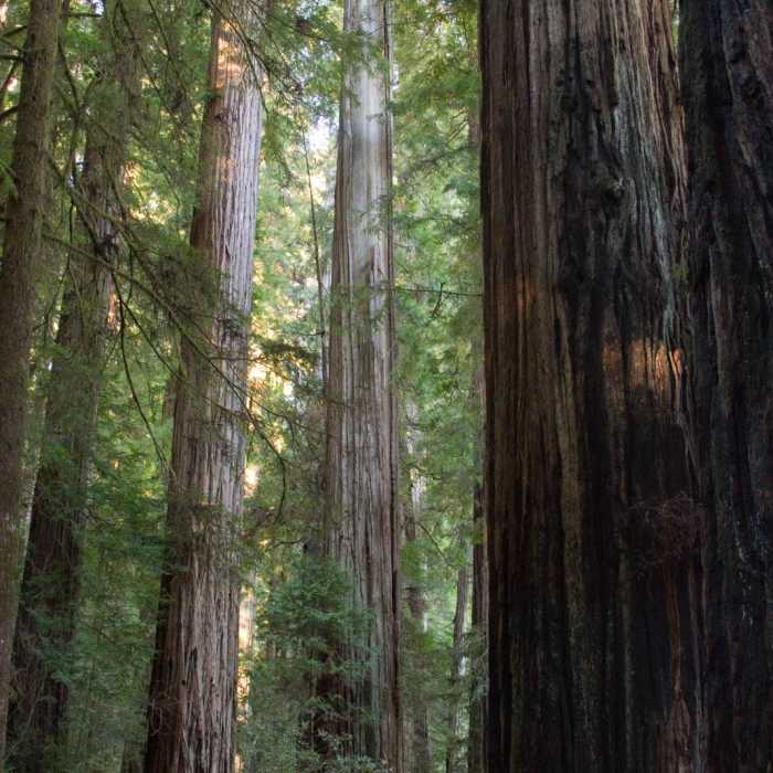 Near Stout Memorial Grove