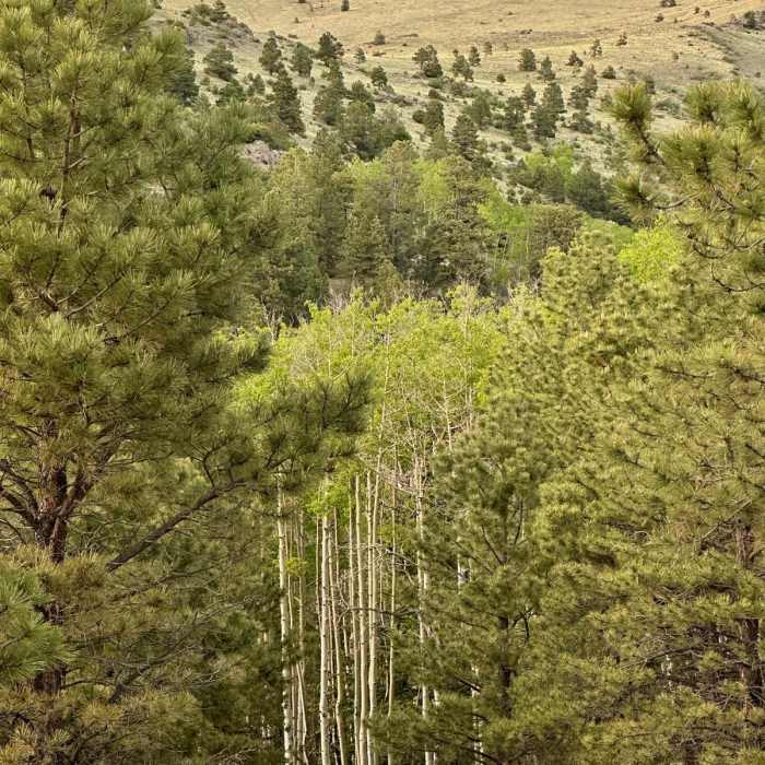 Near CDT: Mount Taylor Alternate