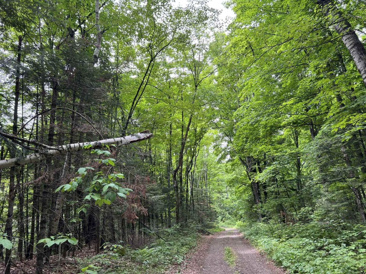 FS 2376 trail photo