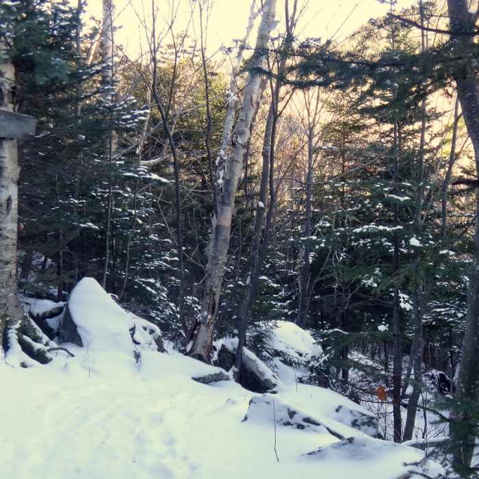 End of the trail at the Junction with the Square Ledge Trail Near Passaconaway Cutoff