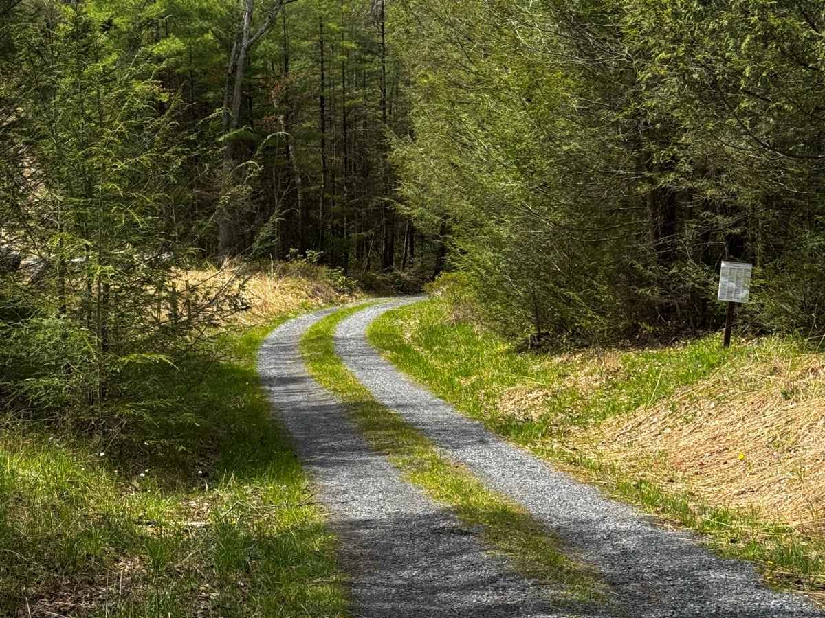 Ott Fork Road photo 3