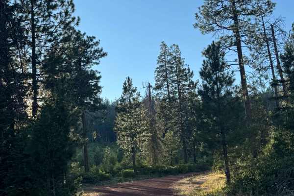 Bear Valley Trail - FS 1235