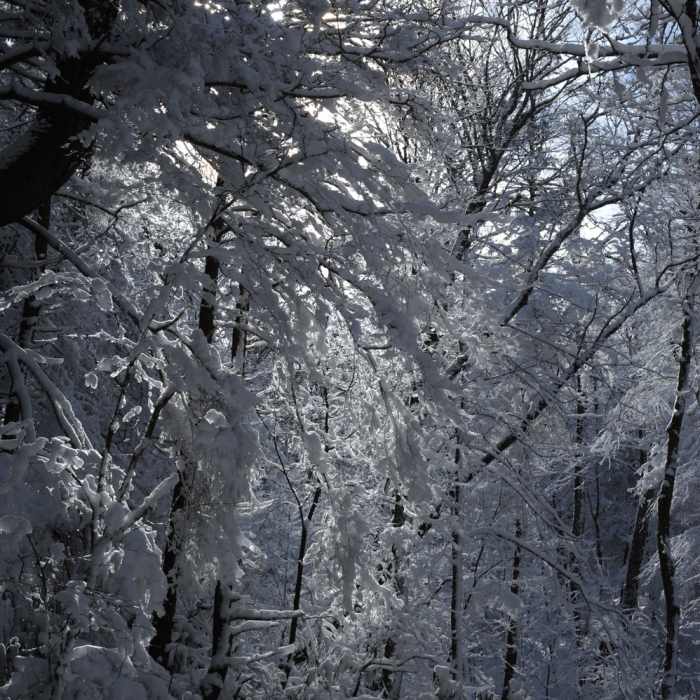 Near Bote Mountain Trail