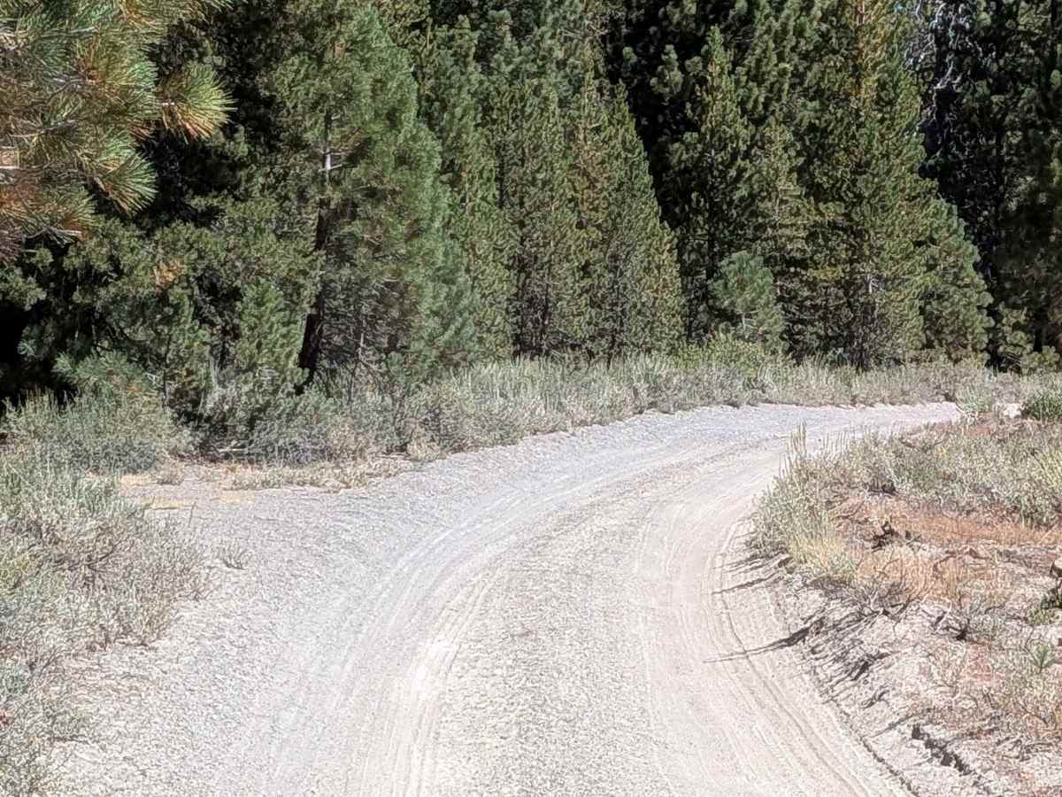 Forest Service Road 3S104 photo 5