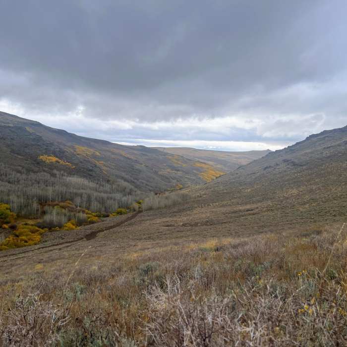 Near Trout Creek Mountain Road Near Trout Creek Mountain Road
