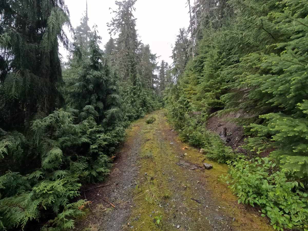 Upper Illabot Road - FS 16 photo 6