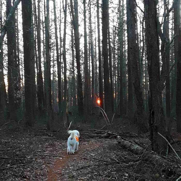 Walking through a stand of conifer. Near Woody Hill Loop