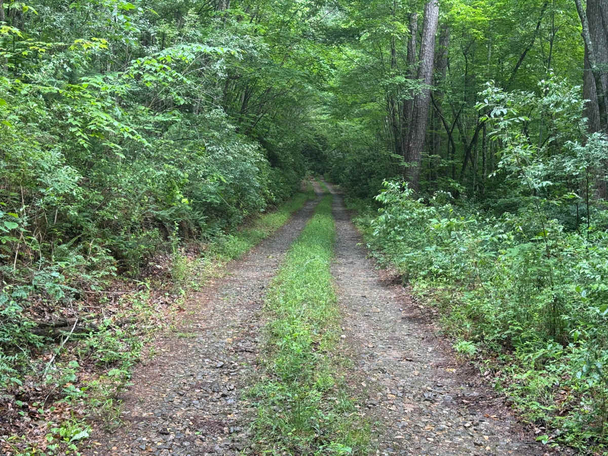 Wildcat Creek - FS 329 photo 5