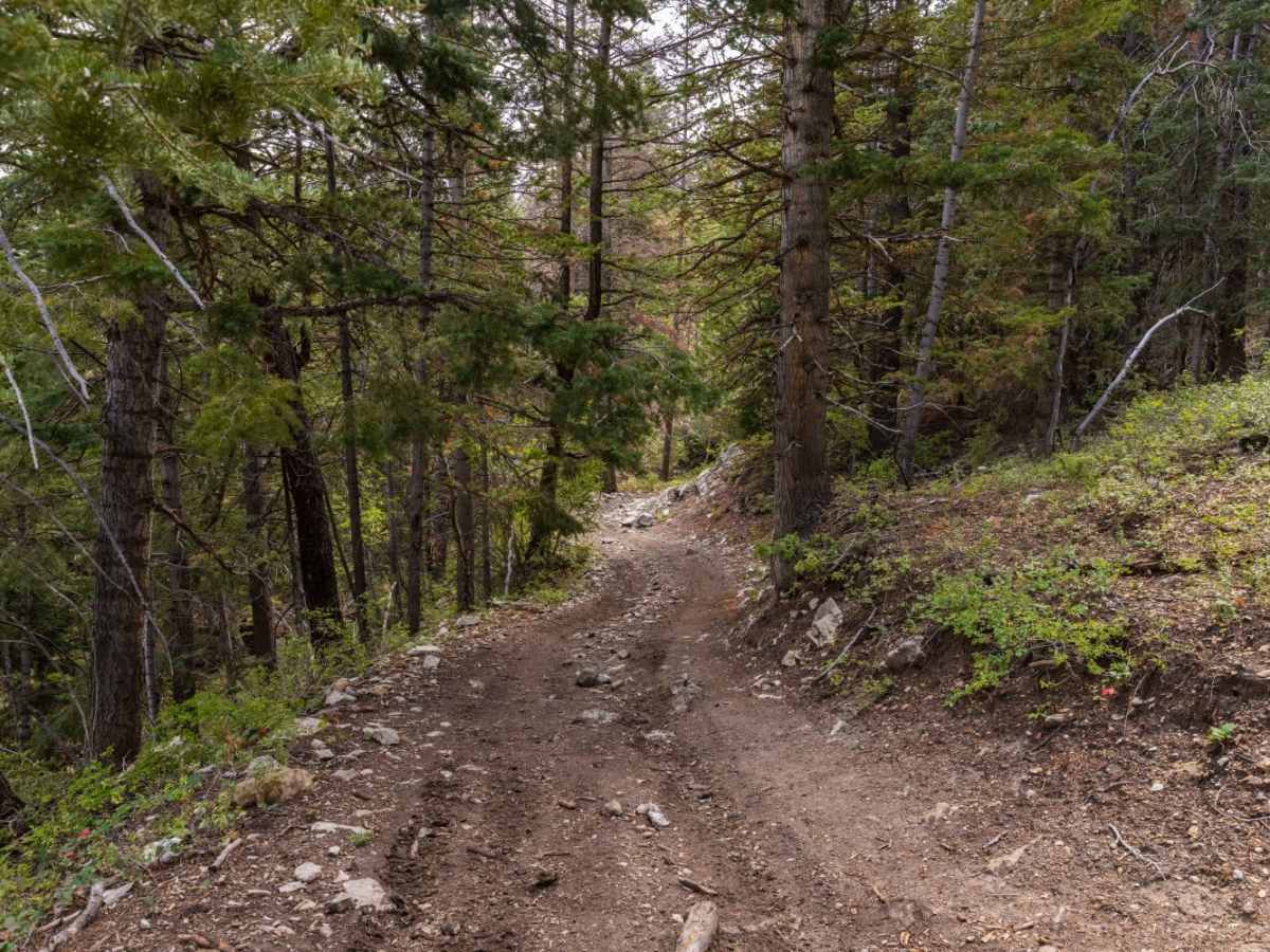 Beaver Creek - Mount Baldy trail photo
