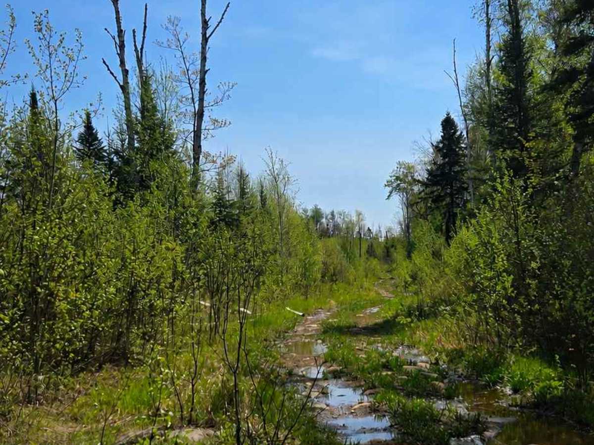 Lost Lake Spur trail photo