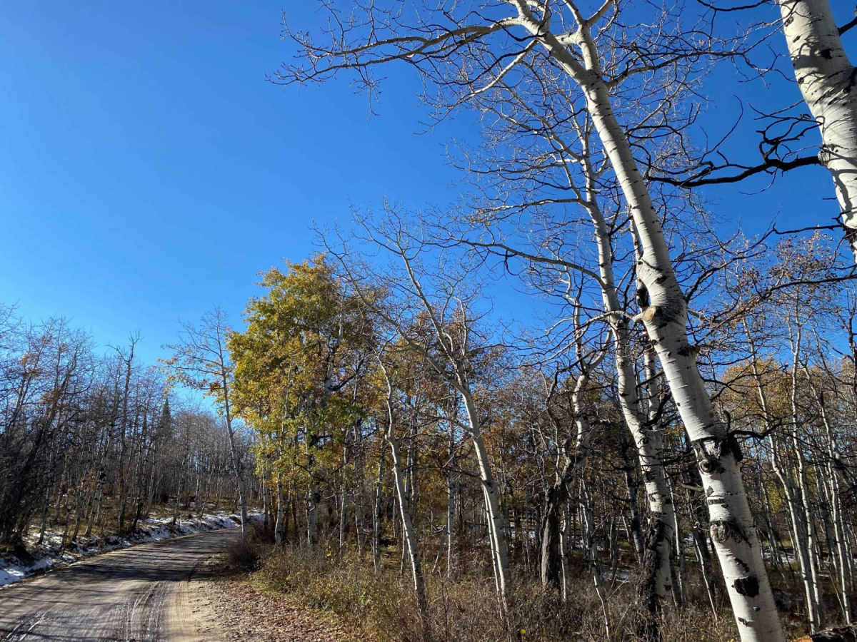 Dinkle Lake Road photo 2