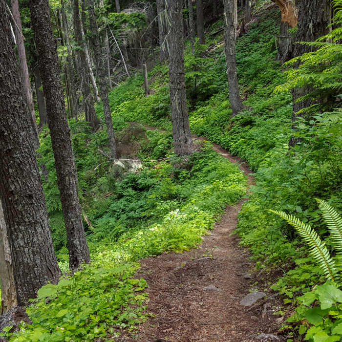 Near Bernard Peak Trail (#37)