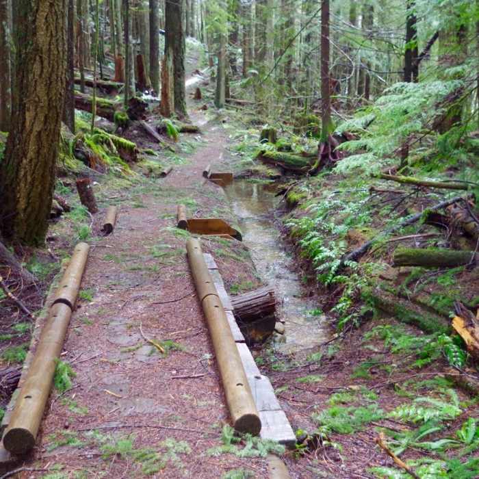 There are some wet springs and a boardwalk along the Still Creek Trail. Photo by John Sparks. Near Still Creek Trail #780