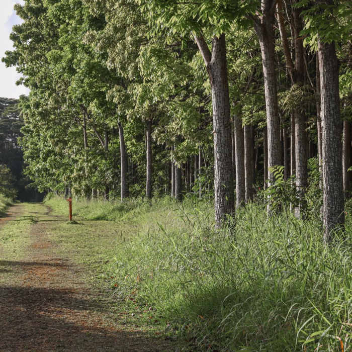Near Stone Dam via Wai Koa Trail