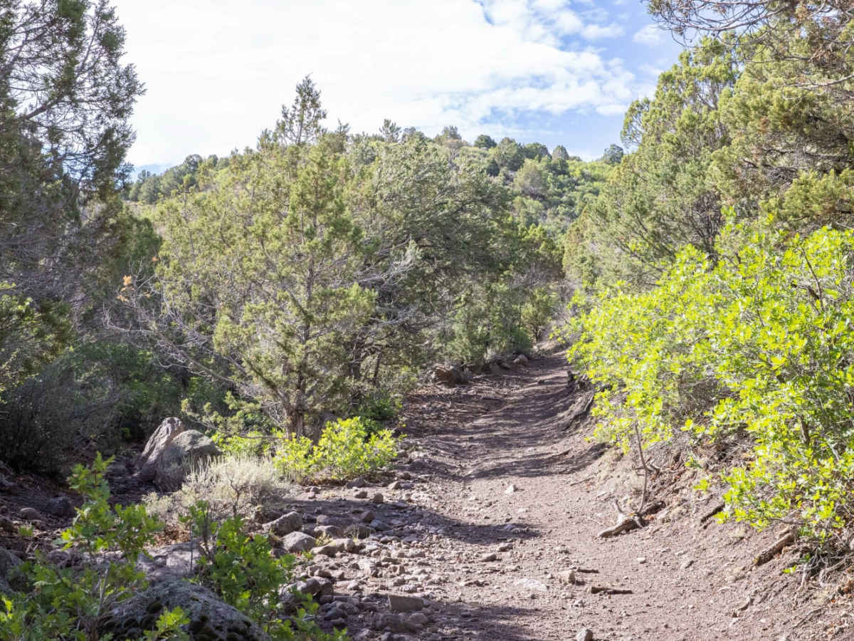 Pinenut Flat Trail photo 5