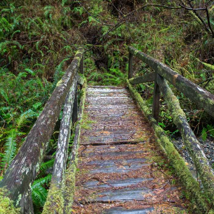 Mossy bridge crossing one of the creeks on Saddler Skyline Trail. Near Trestle Loop Trail