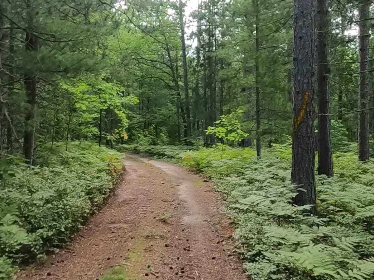 Rhody Creek Truck Trail/County Road 743 - FS 3080 photo 5