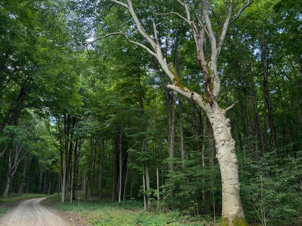 Forest Service Road 9982 photo 5