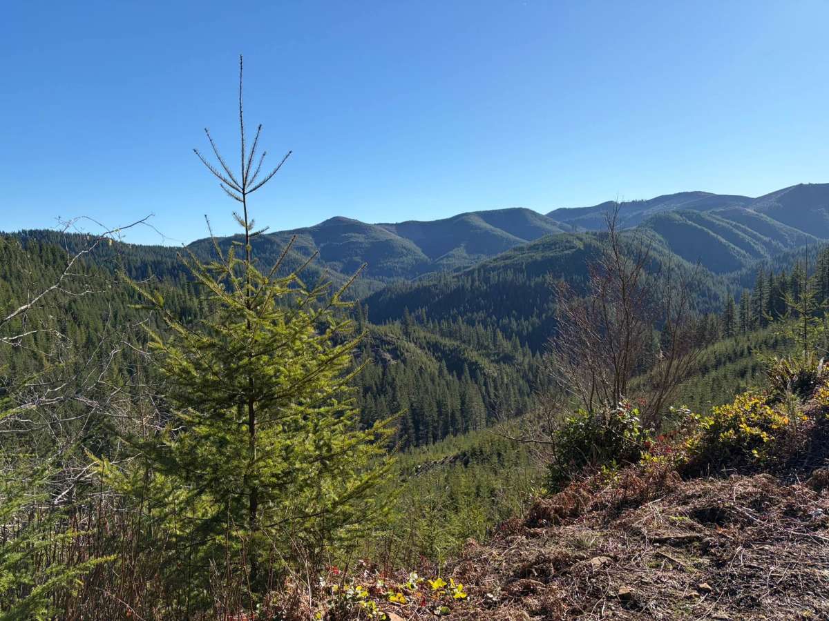 Wolf Creek Road photo 3