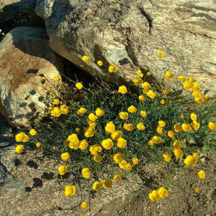 Near Palm Canyon Trail