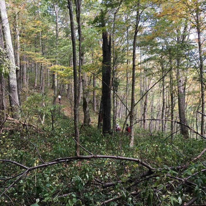 Singletrack on the final climb to the fire tower. Near Snowball Mountain Trail