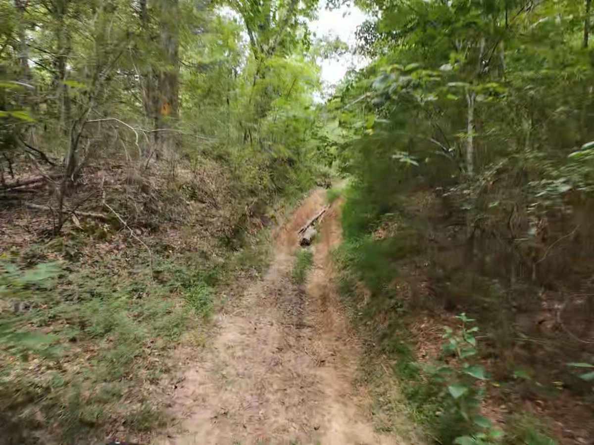 Wheeler Woods Trail trail photo