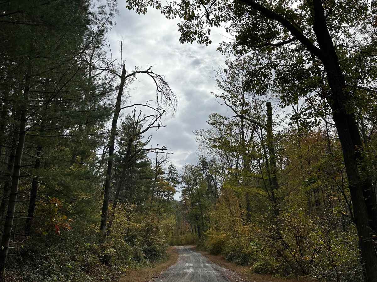 Milesburn Road photo 6